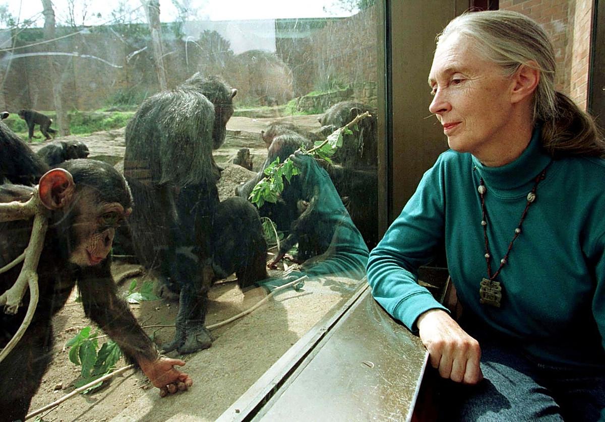 Jane Goodall.