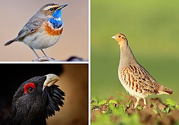 Los incendios del verano han afectado a tres especies de aves amenazadas en León