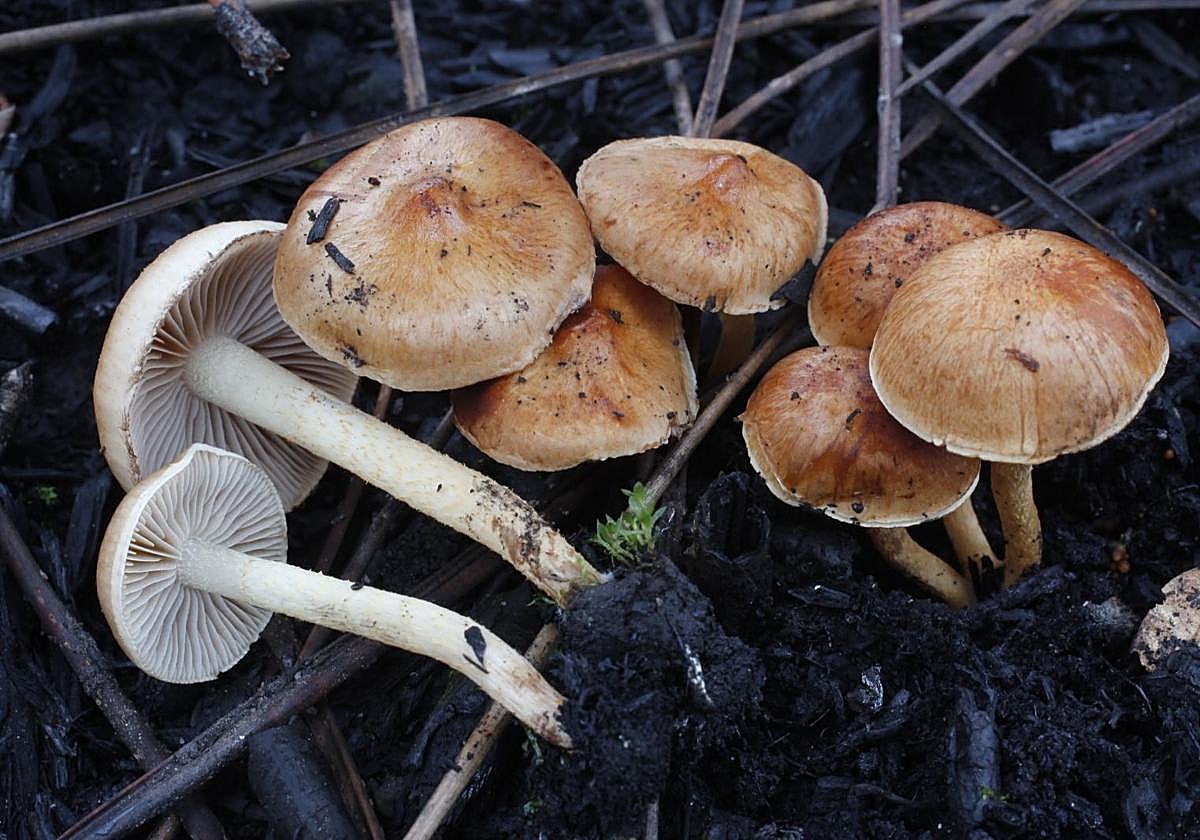 Pholiota carbonaria, Seta del Año en León, que crece sobre madera quemada.