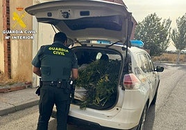 La Guardia Civil recoge las plantas.