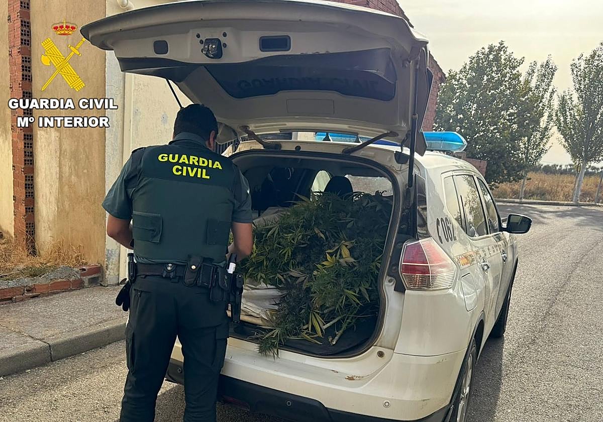 La Guardia Civil recoge las plantas.