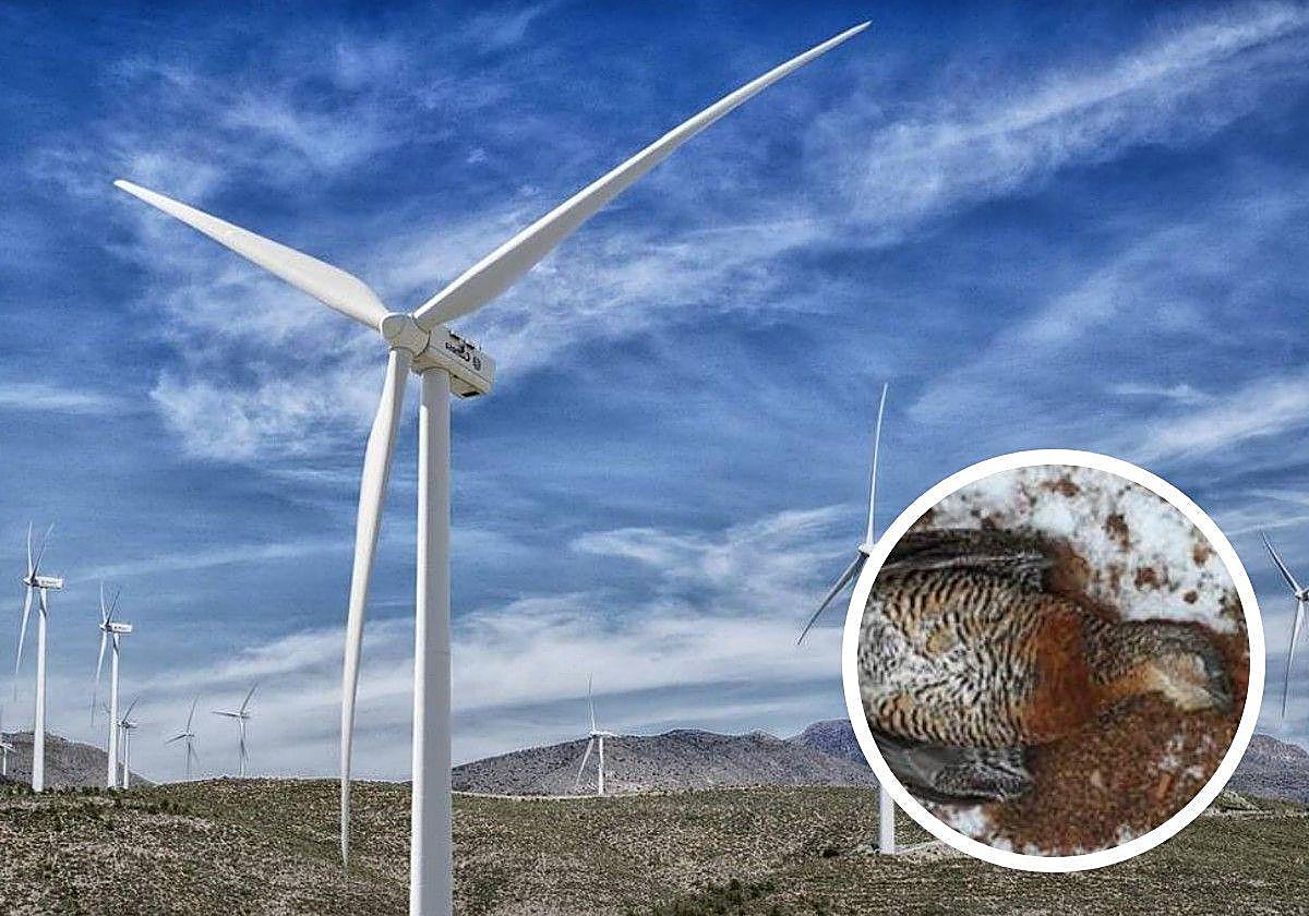 Imagen de un parque eólico.