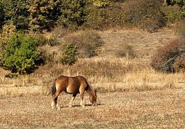 Un caballo pasta en Vegacervera.