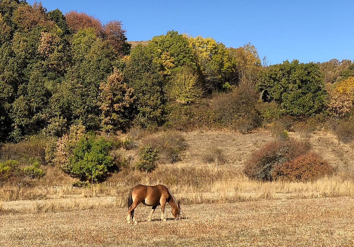 Un caballo pasta en Vegacervera.
