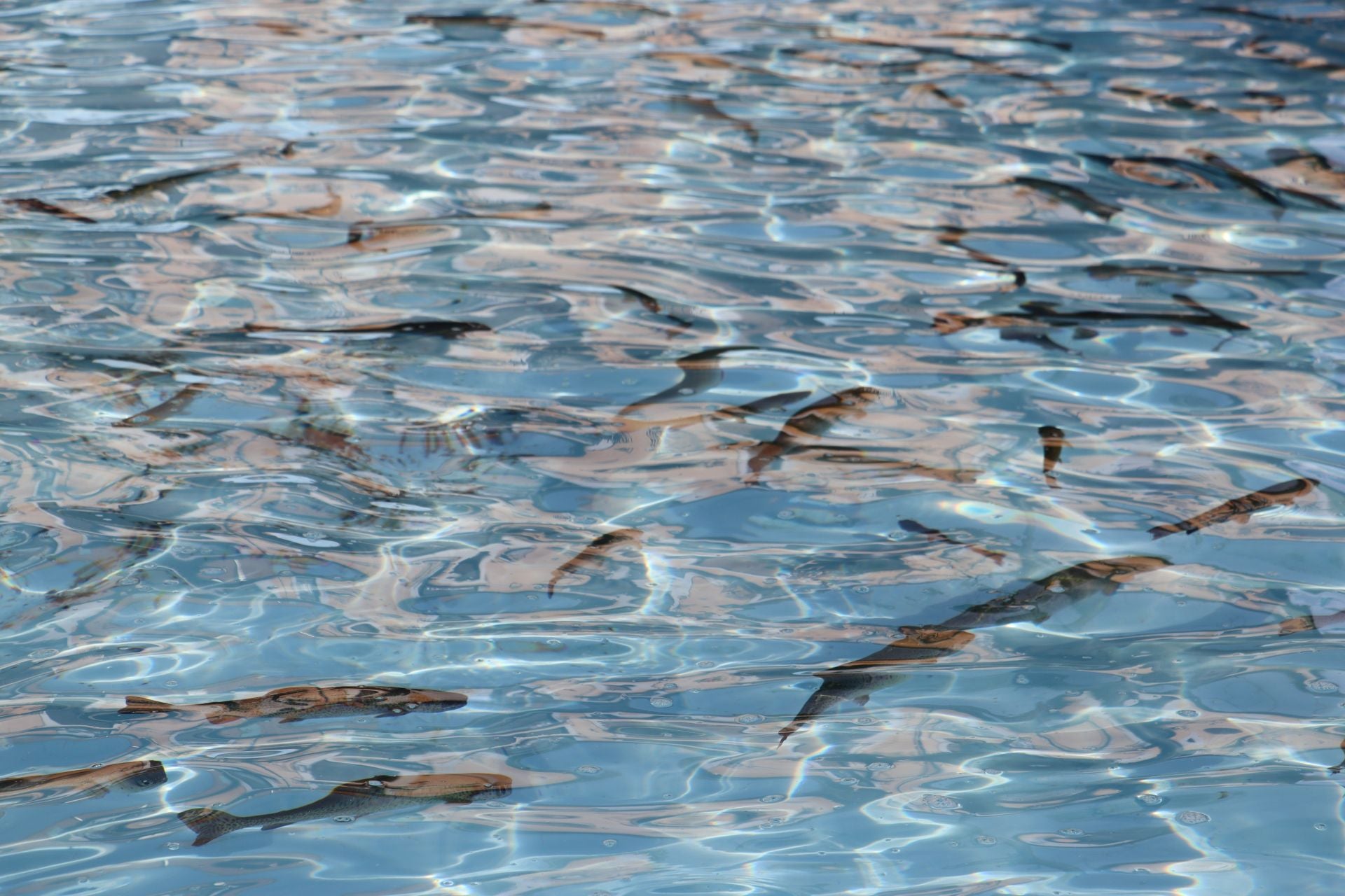 La Plaza Mayor de León se convierte en un aula de pesca
