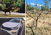 Unas vacas en un pueblo de León causan varios accidentes y arrasan con cultivos y huertas
