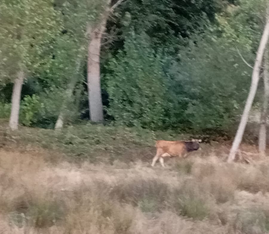 Imagen secundaria 2 - Frutales destrozados tras el paso de las vacas.