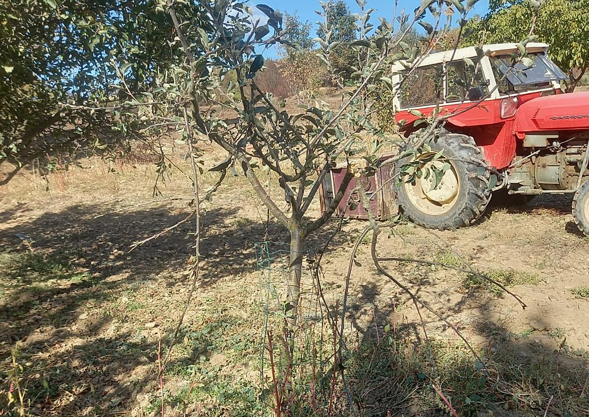 Imagen secundaria 1 - Frutales destrozados tras el paso de las vacas.