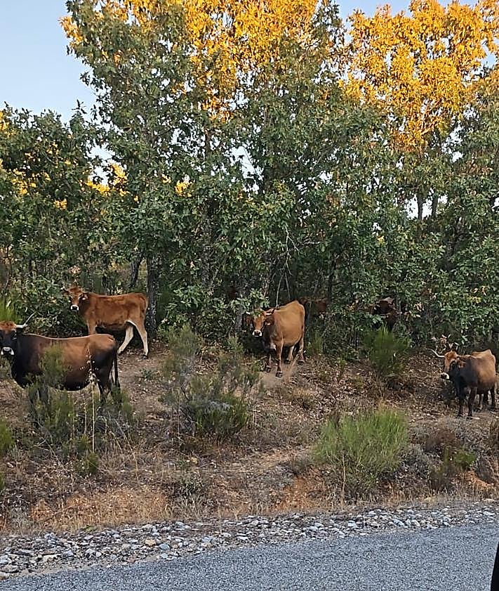 Imagen secundaria 2 - Una huerta destrozada en Riofrío por las vacas que cruzan la carretera y provocan accidentes.