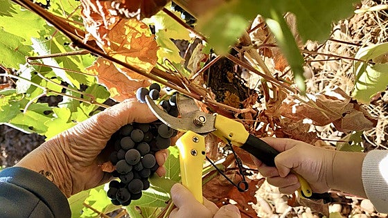 La DO León vendimia tres millones de kilos de uva «de gran calidad» que permitirán elaborar «excelentes vinos»