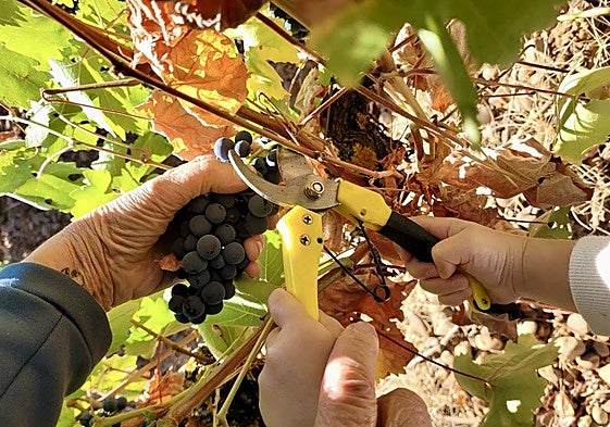 Imagen de la vendimia.