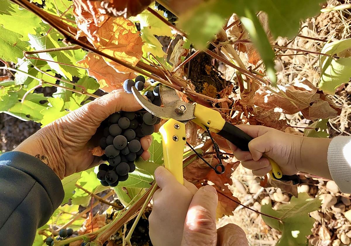 Imagen de la vendimia.