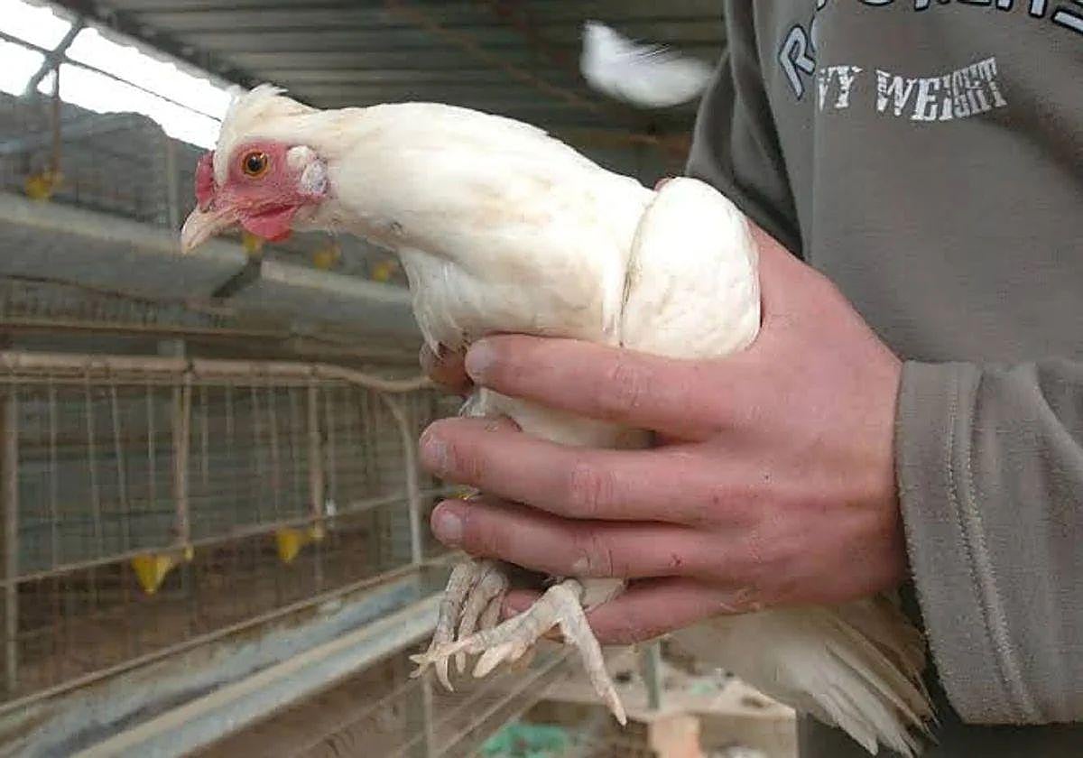 Un granjero coge una gallina en una explotación aviar.