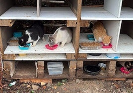 San Andrés aprueba un plan para la gestión de las colonias felinas