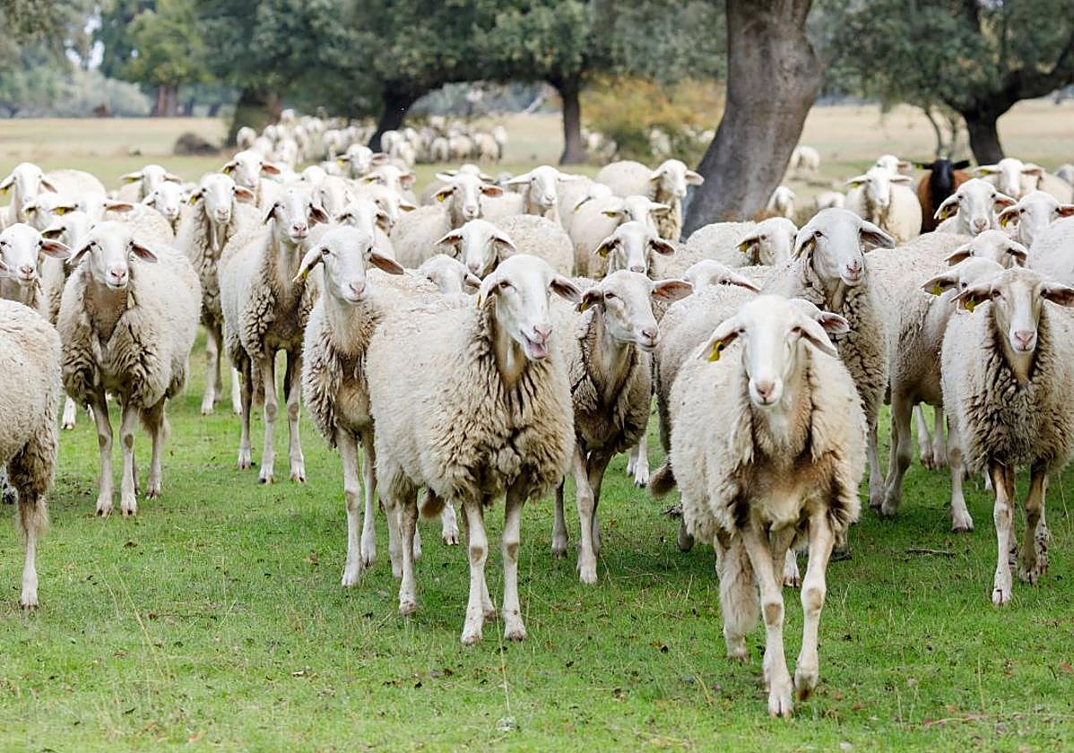 Un proyecto leonés estudia los fármacos antihelmínticos como contaminantes en el ganado ovina