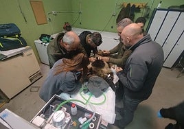 Cría de oso pardo en León.