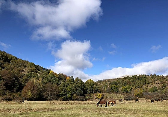 Unos caballos pastan en un prado en Vegacervera la mañana del domingo 26 de octubre de 2025.