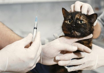 «Mi código deontológico me pide salvar animales; la ley, que los deje morir»