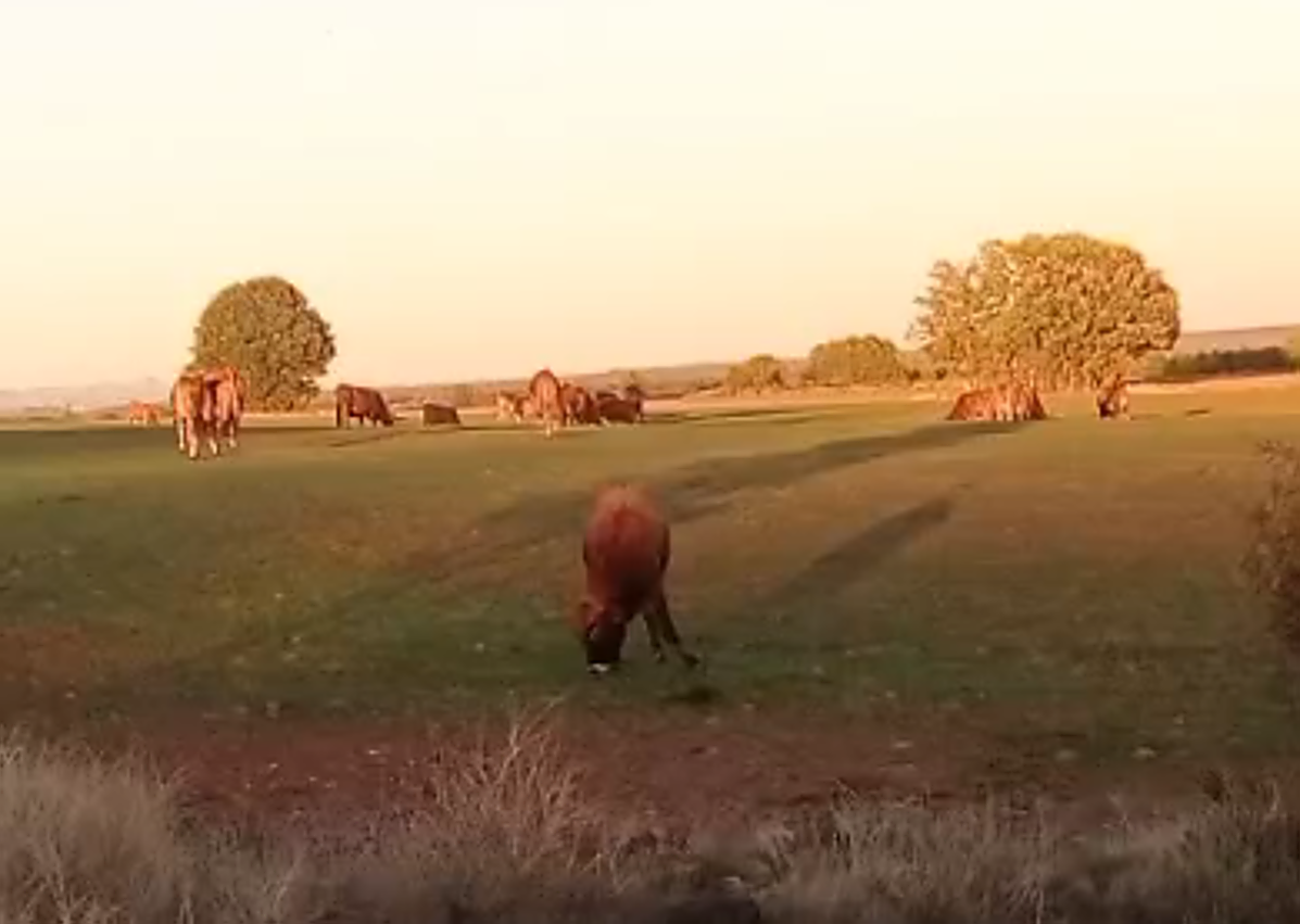 Imagen secundaria 1 - Varias vacas a punto de cruzar la carretera; pastando en una plantación de centeno; y en campo cercano al pueblo.