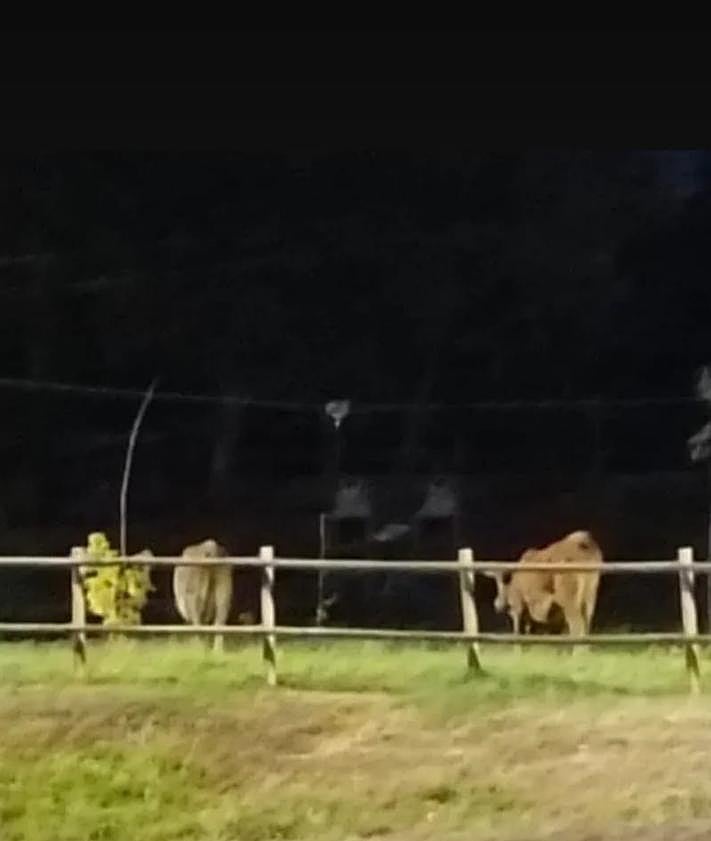 Imagen secundaria 2 - Varias vacas a punto de cruzar la carretera; pastando en una plantación de centeno; y en campo cercano al pueblo.