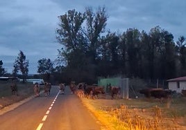 Las vacas de Amancio Gómez García cruzan una carretera en Riofrío.