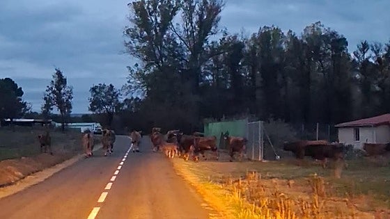 «Me han matado vacas a tiros y me amenazan de muerte porque quieren que venda y me marche»