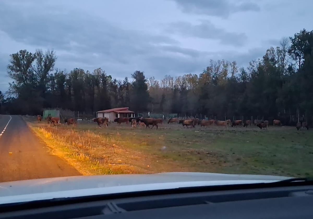 Imagen principal - Varias vacas a punto de cruzar la carretera; pastando en una plantación de centeno; y en campo cercano al pueblo.
