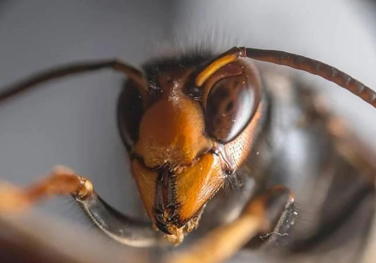 La Diputación destina 30.000 euros a la lucha y erradicación del avispón asiático