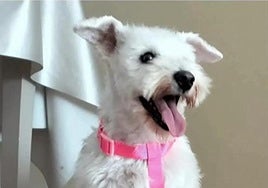Bimba, la perra que se busca en León.