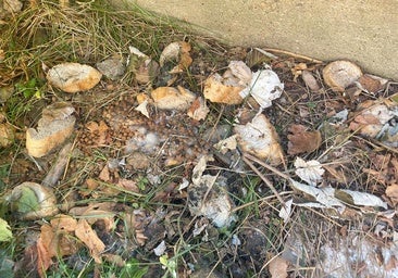 El depósito de comida para gatos en un patio escolar provoca un foco insalubre