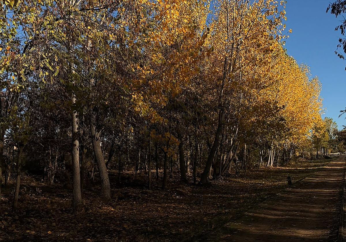 Imagen del otoño en León.