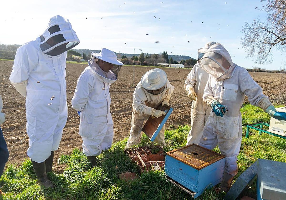 Imagen de archivo de la limpieza de una colmena.
