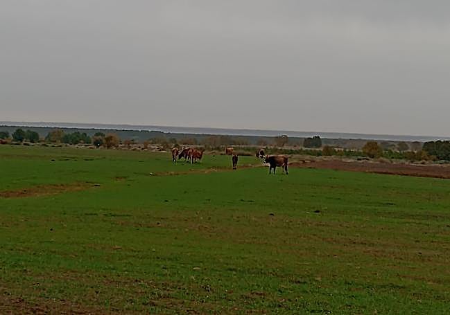 Un grupo de vacas pasta en un campo de cultivo de centeno en Riofrío.