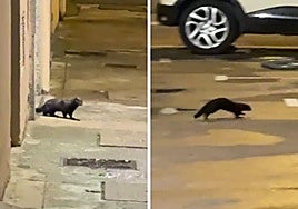 El visón por la calle de El Ejido.