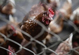 Imagen de archivo de una gallina en un corral.