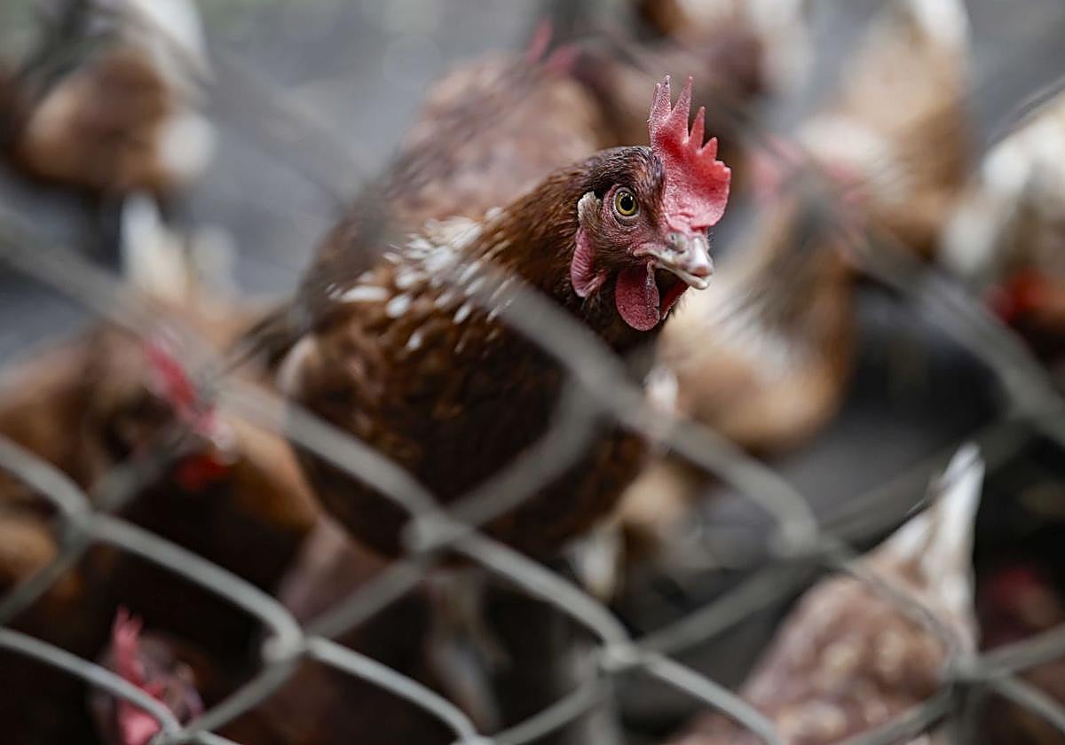 Imagen de archivo de una gallina en un corral.