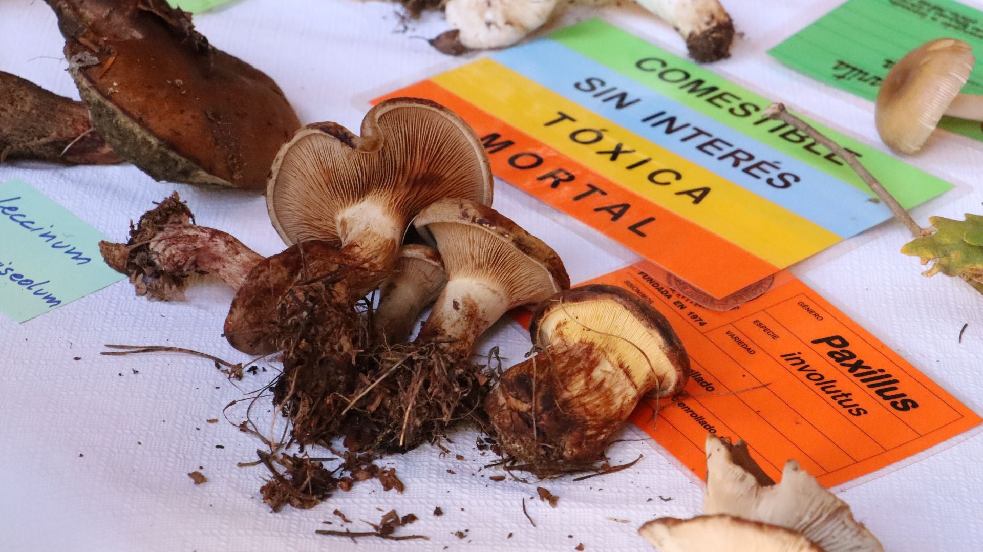 Imágenes de la Exposición Micológica de León