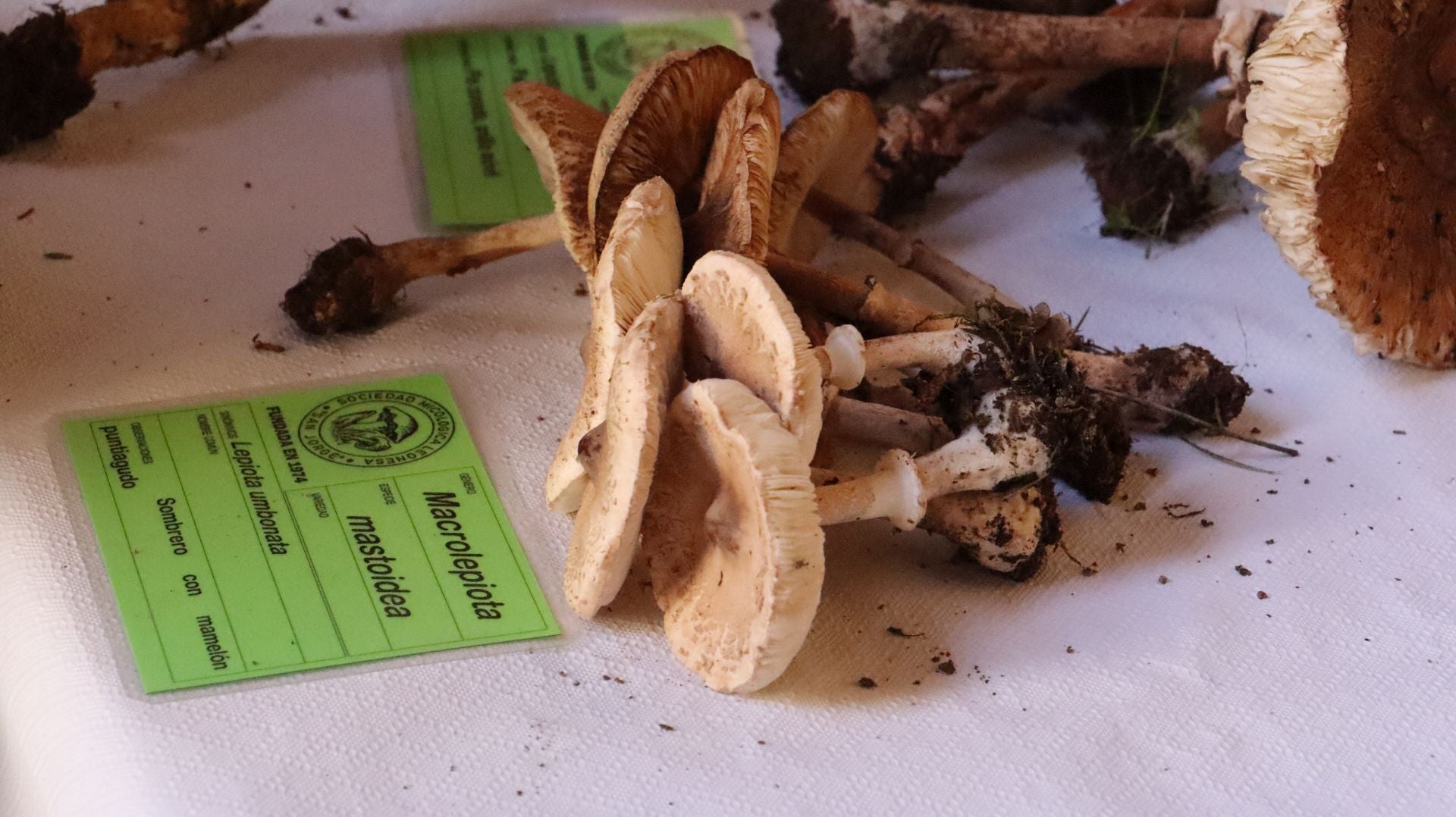 Imágenes de la Exposición Micológica de León