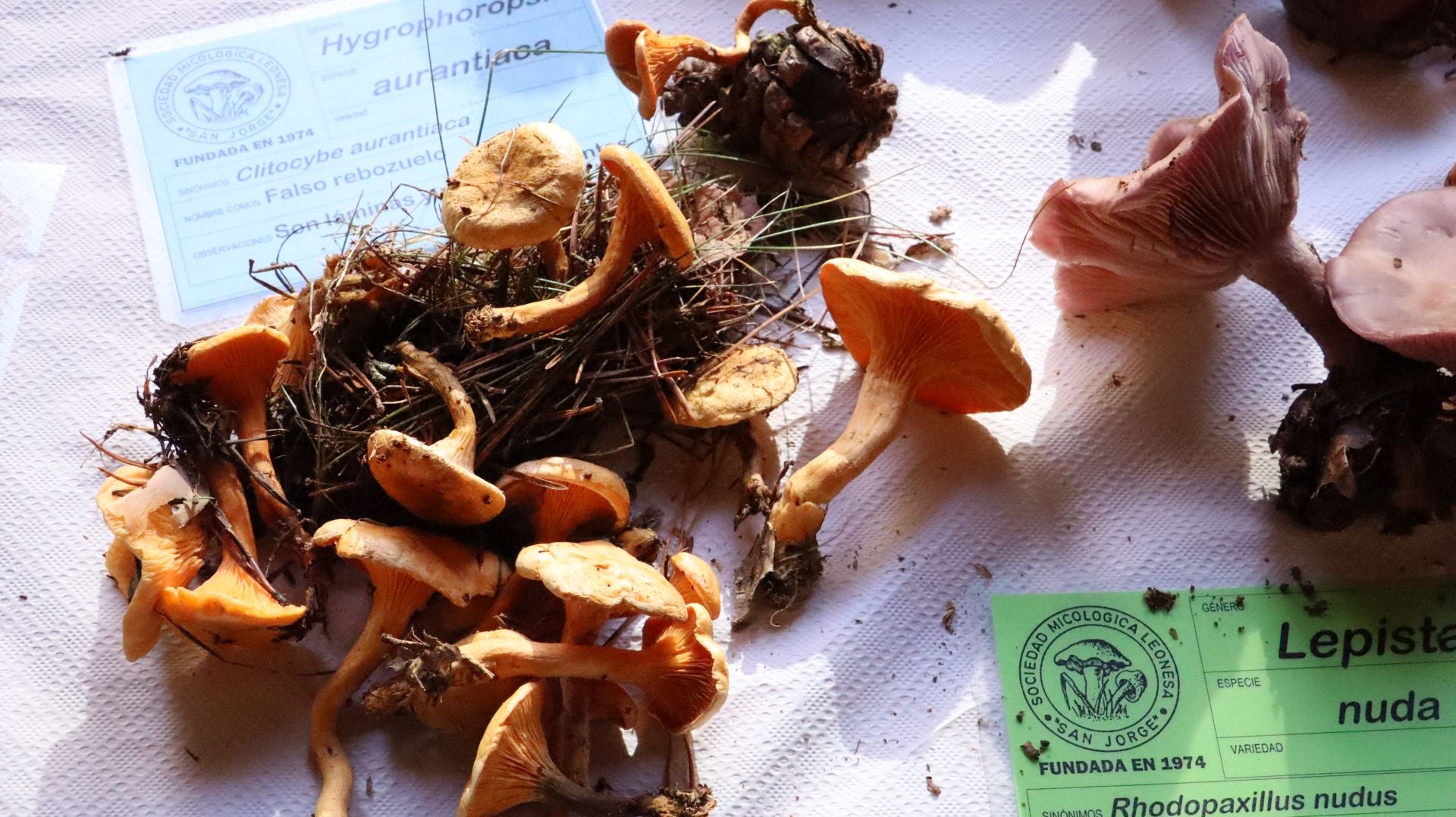 Imágenes de la Exposición Micológica de León