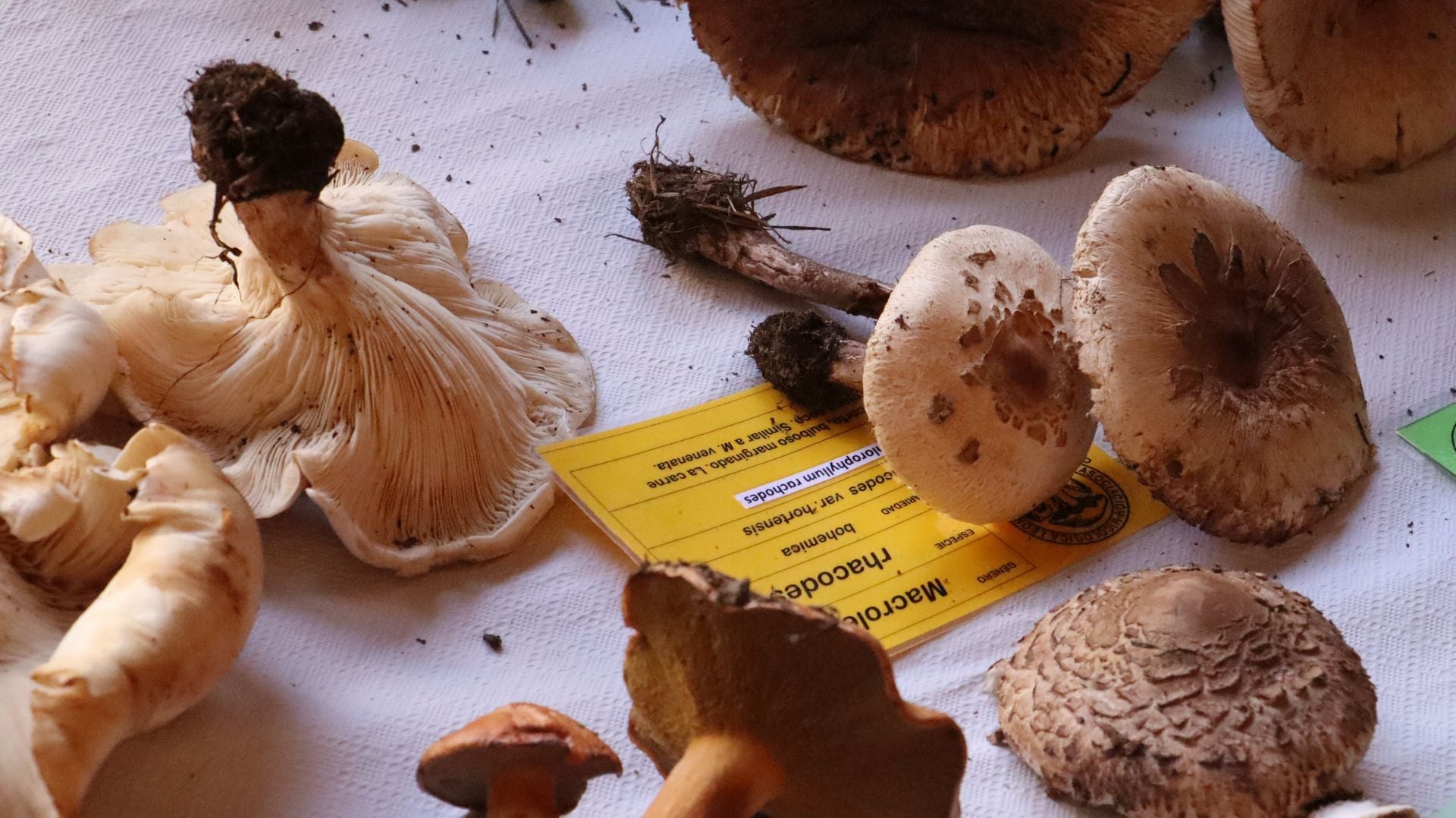 Imágenes de la Exposición Micológica de León