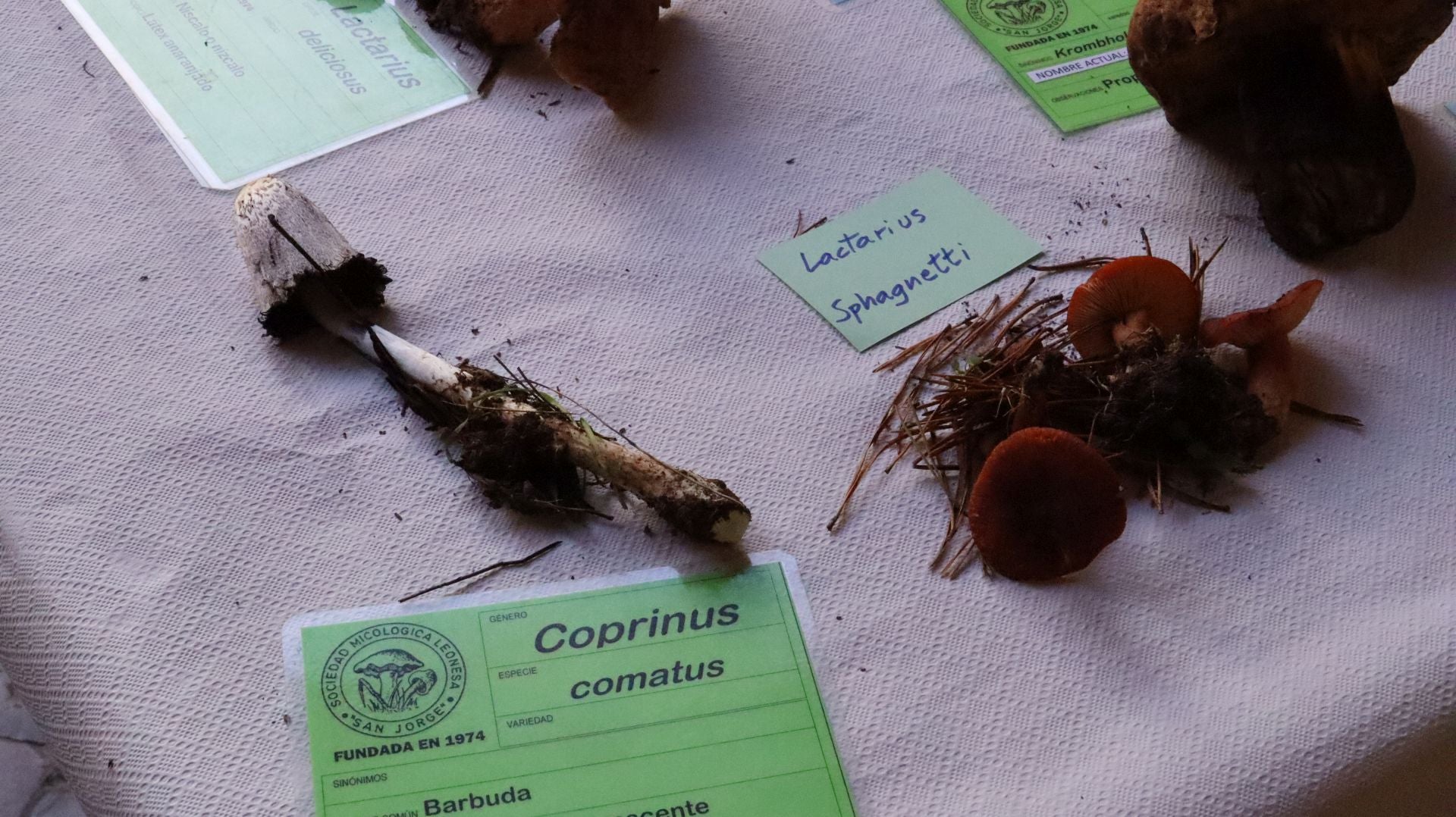 Imágenes de la Exposición Micológica de León