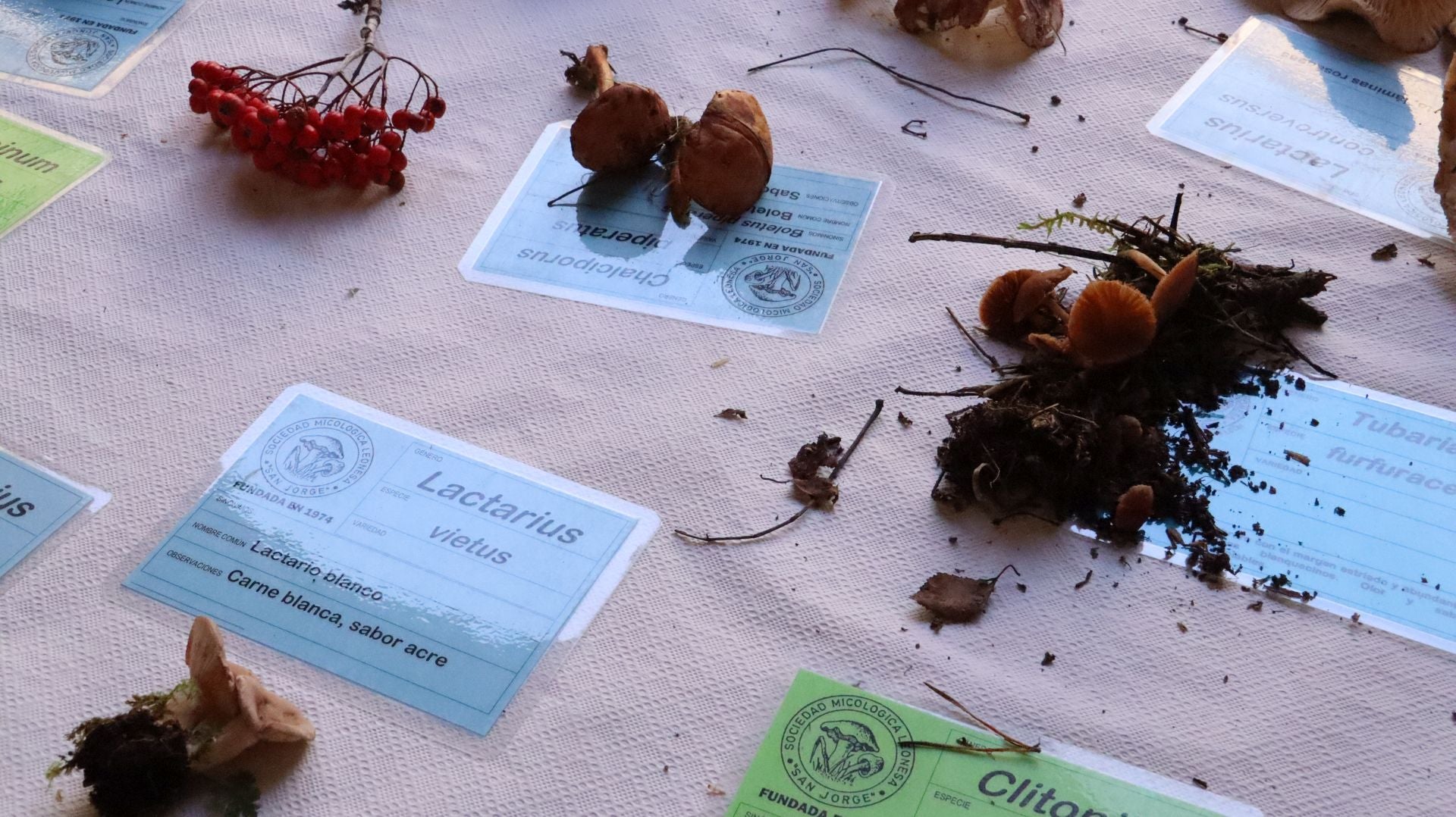 Imágenes de la Exposición Micológica de León