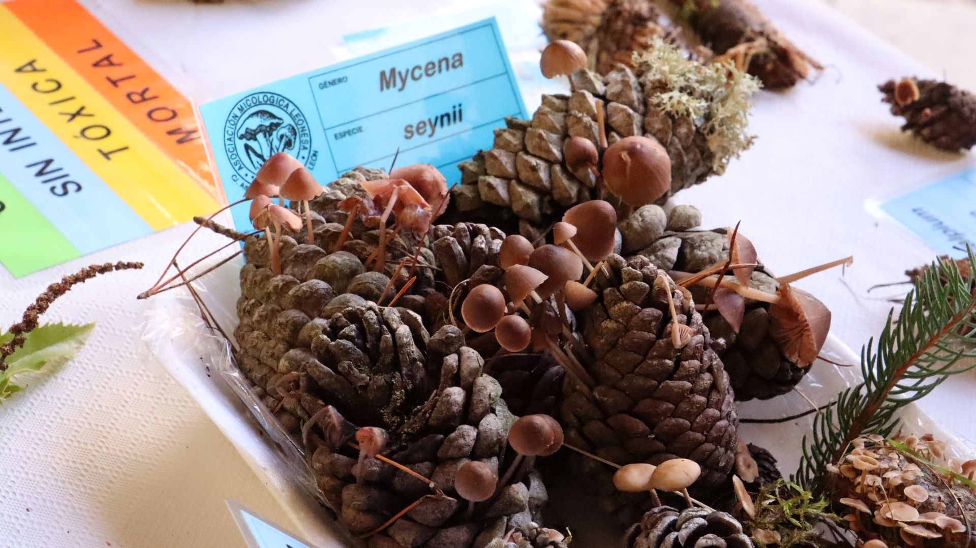 Imágenes de la Exposición Micológica de León