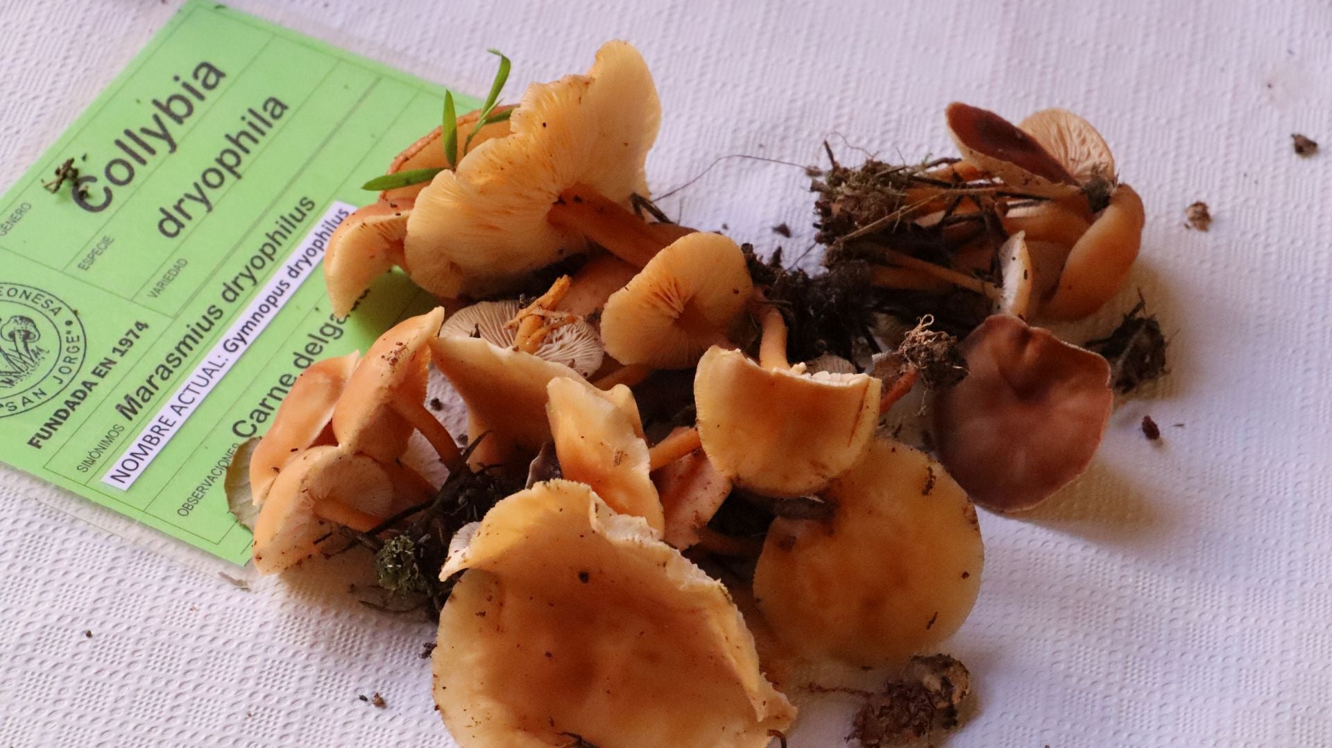 Imágenes de la Exposición Micológica de León