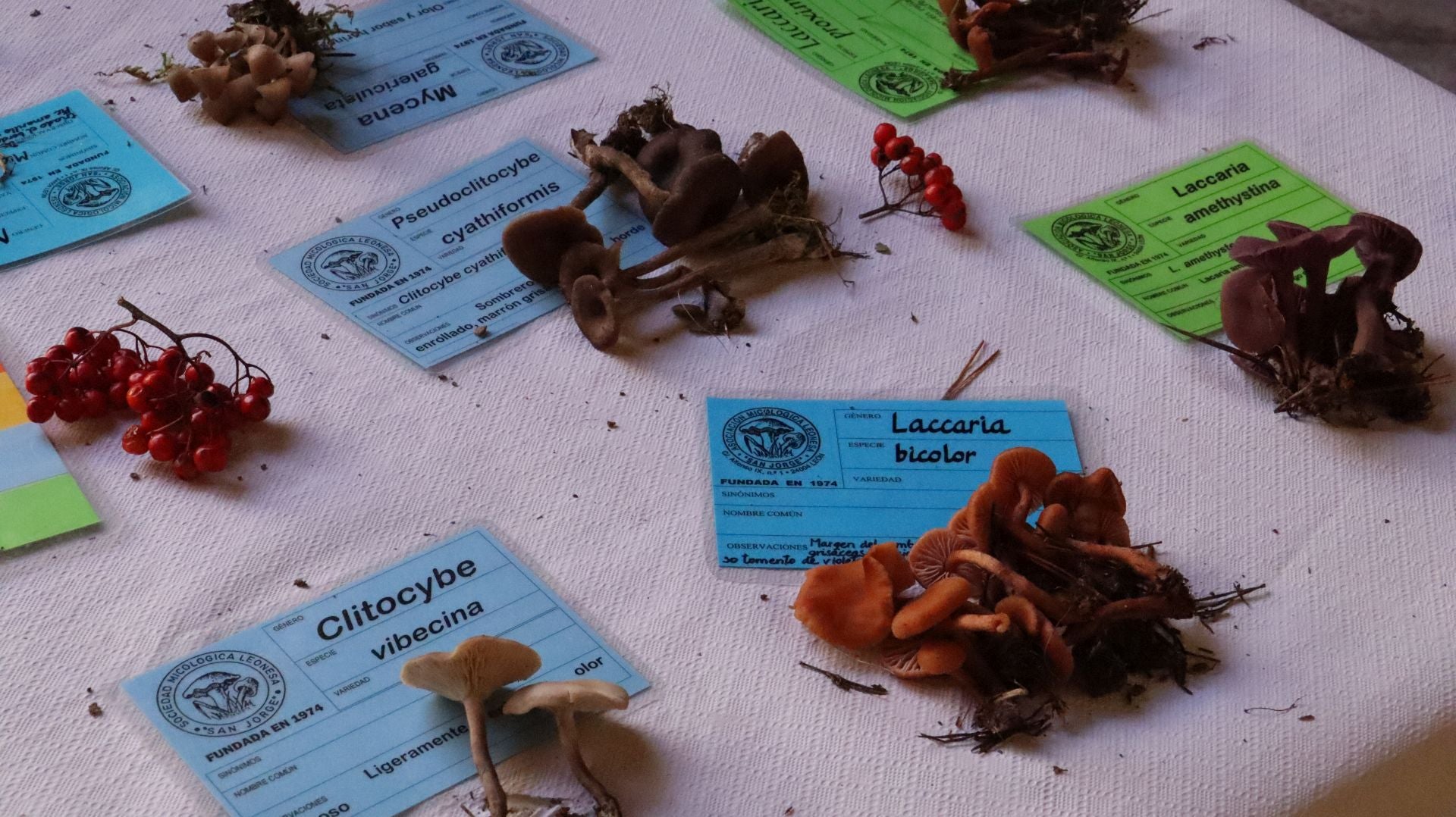 Imágenes de la Exposición Micológica de León