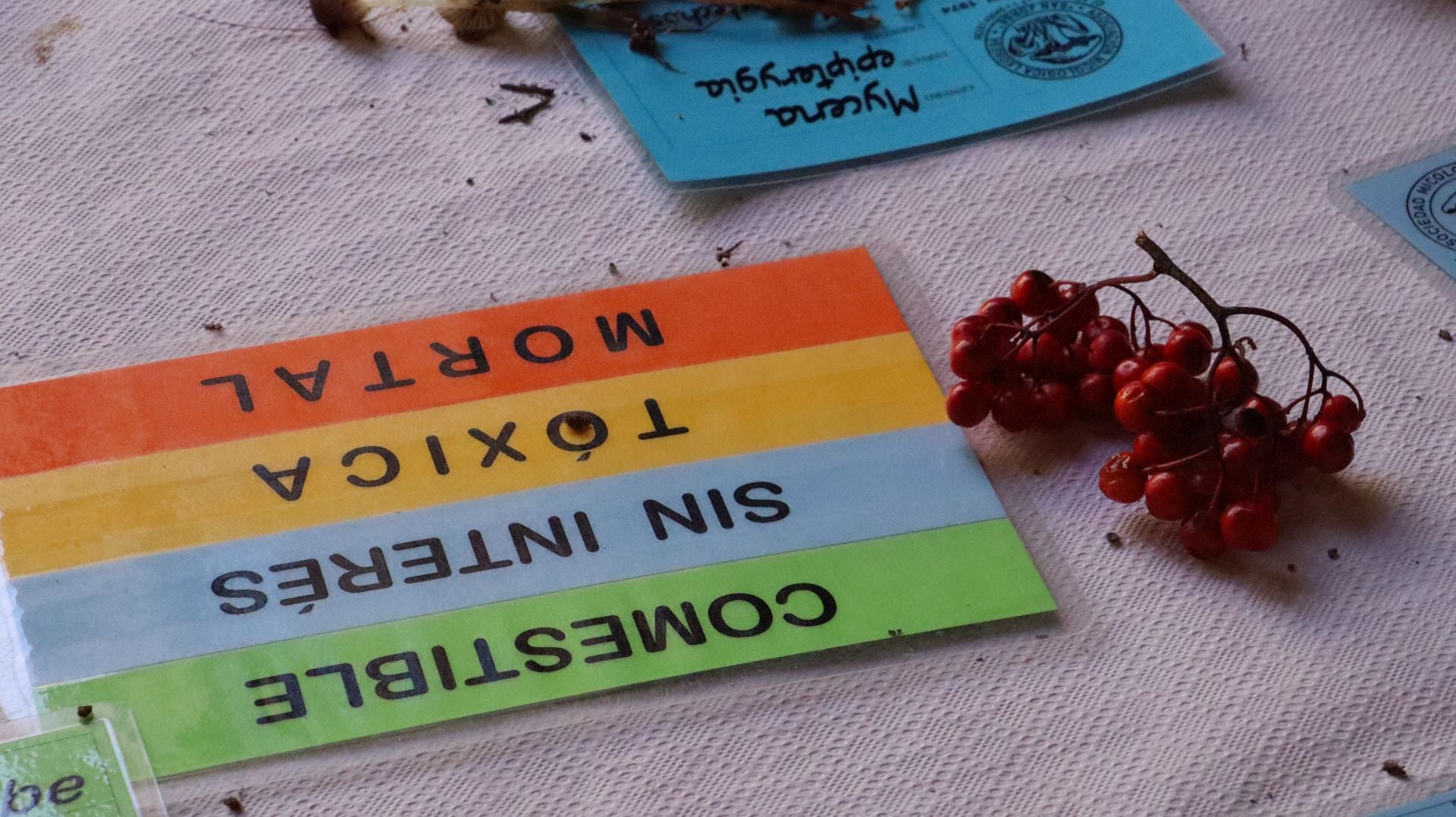 Imágenes de la Exposición Micológica de León