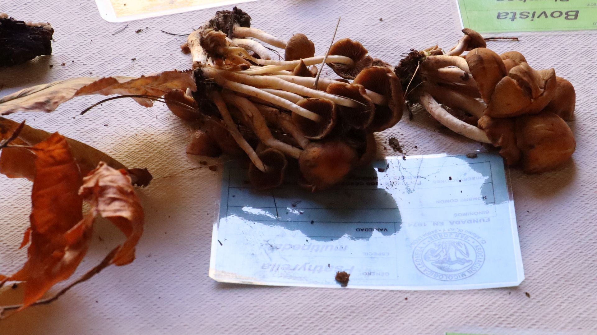 Imágenes de la Exposición Micológica de León