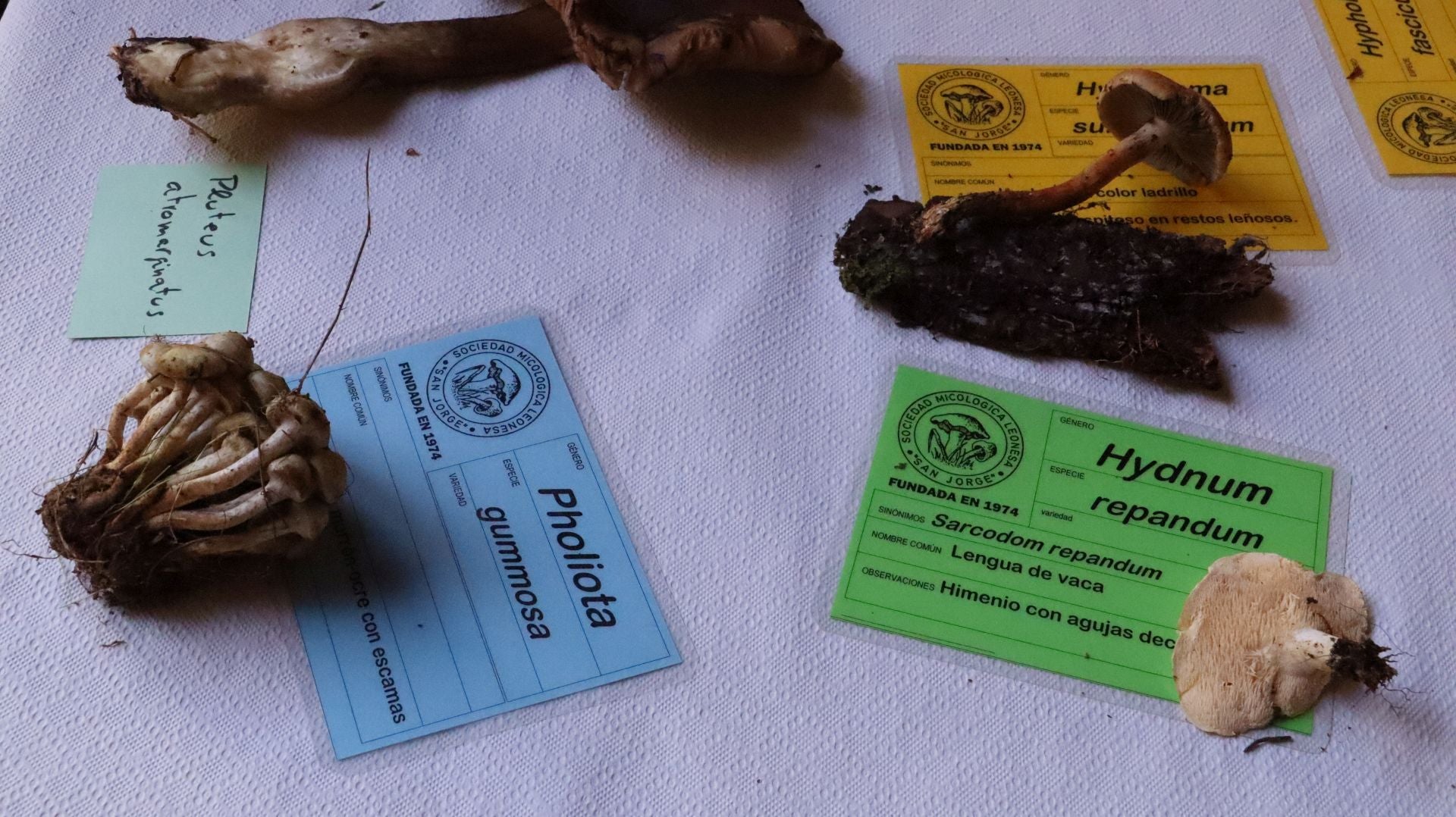 Imágenes de la Exposición Micológica de León