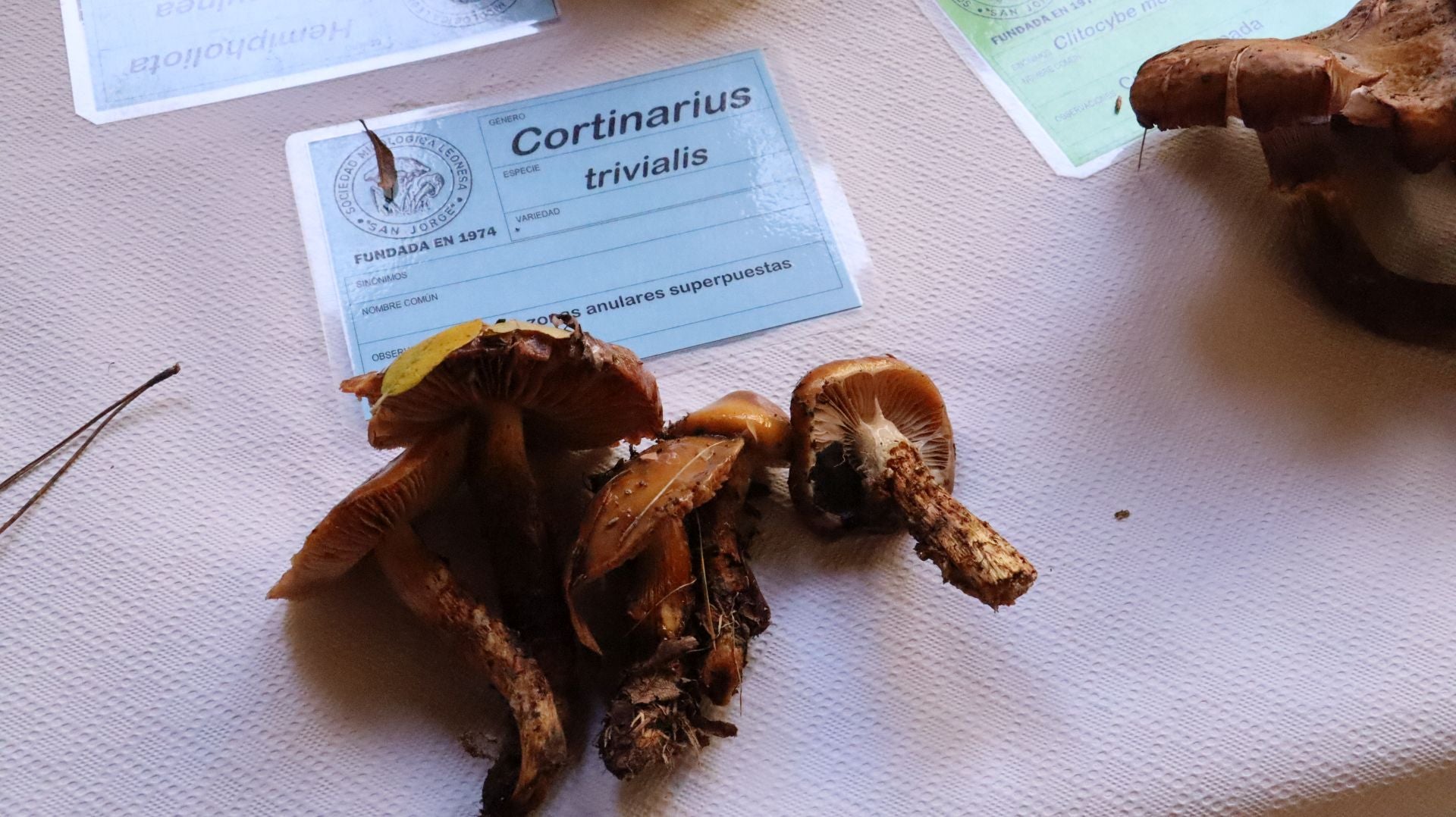 Imágenes de la Exposición Micológica de León