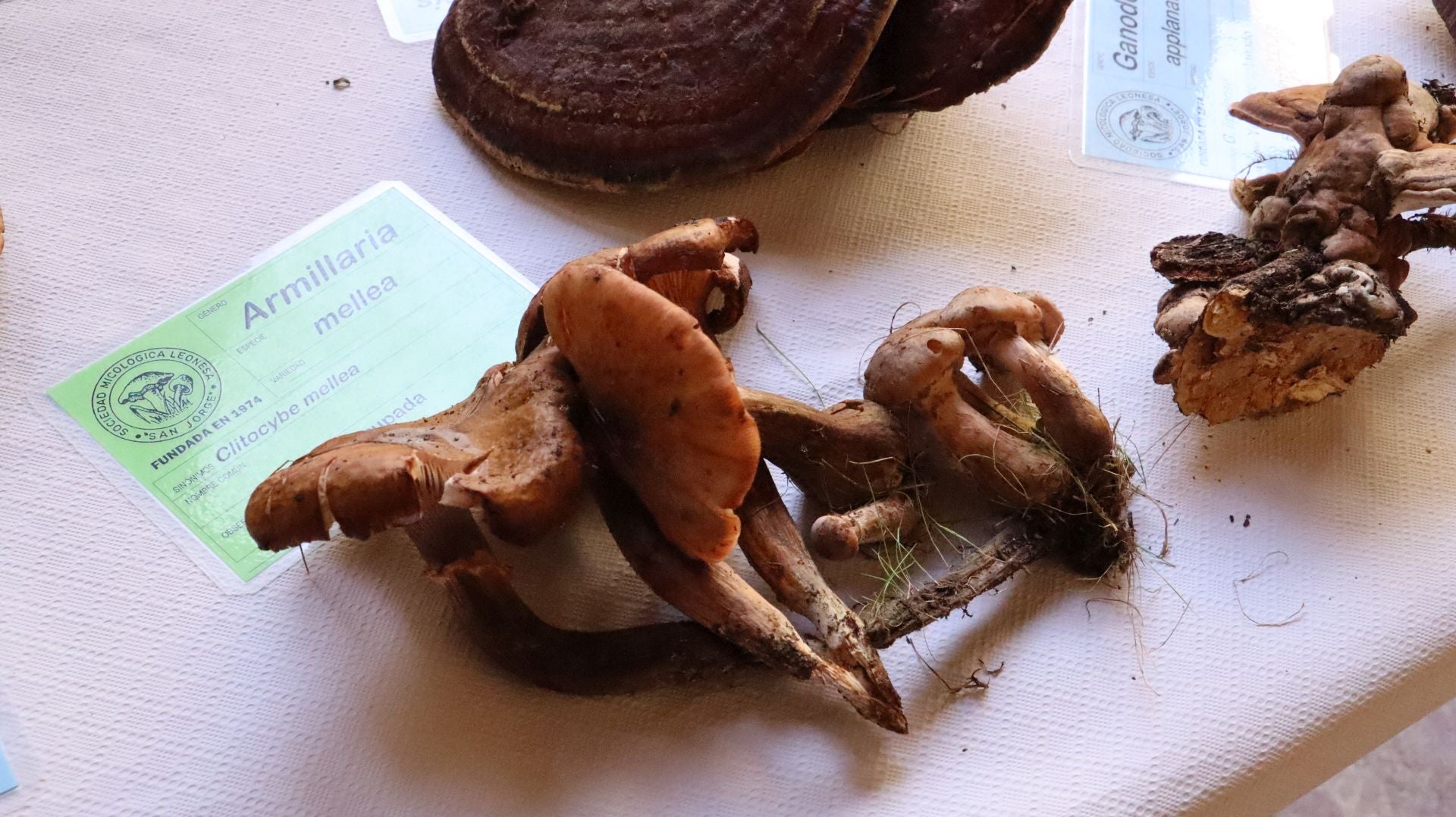 Imágenes de la Exposición Micológica de León